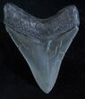 Megalodon Tooth - Glossy & Sharp #3924-2